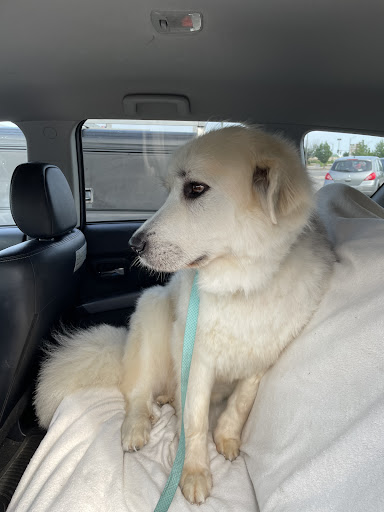 Pet Supply Store «PetSmart», reviews and photos, 976 IL-59, Aurora, IL 60504, USA