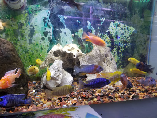 Pet Store «Sho Tank Aquariums», reviews and photos, 433 N Lake St, Mundelein, IL 60060, USA