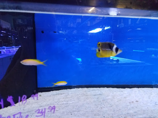 Pet Store «Tanks A Lot Aquariums», reviews and photos, 6680 Lantana Rd, Lake Worth, FL 33467, USA