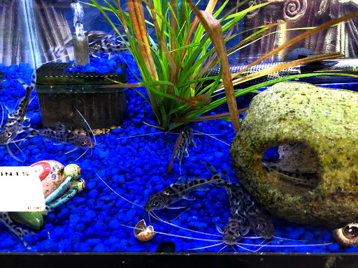 Pet Store «Petland Discounts - Kissena Blvd», reviews and photos, 71-8 Kissena Blvd, Flushing, NY 11367, USA