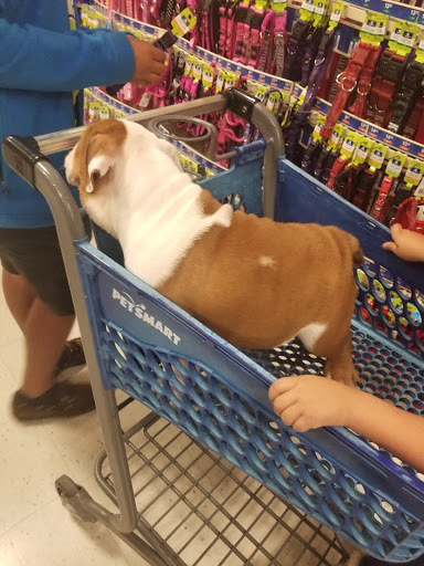 Pet Supply Store «PetSmart», reviews and photos, 4550 W Lake Mary Blvd, Lake Mary, FL 32746, USA