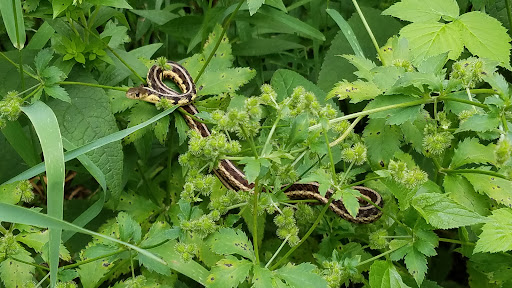 Nature Preserve «Lincoln Marsh», reviews and photos, Harrison Ave & Pierce Ave, Wheaton, IL 60187, USA