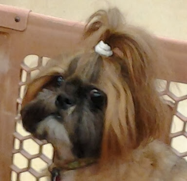 Pet Supply Store «Petco Animal Supplies», reviews and photos, 300 Quaker Ln #3, Warwick, RI 02886, USA