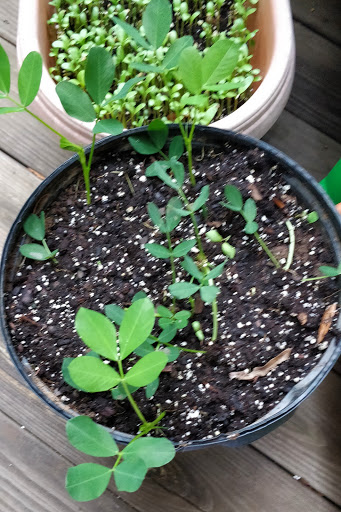 Movie Theater «Regal Cinemas Starlight 14 - Charlotte», reviews and photos, 11240 N Tryon St, Charlotte, NC 28262, USA