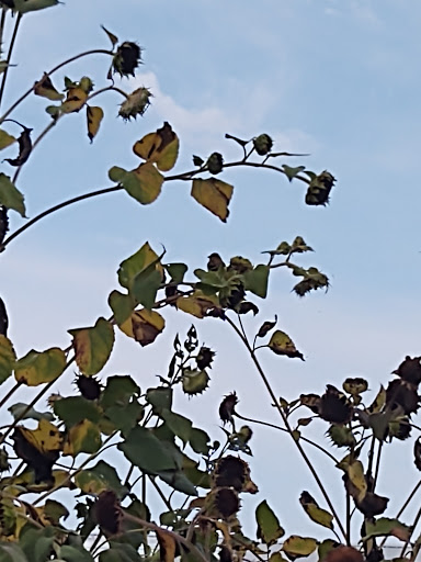 Farm «Arbor Day Farm», reviews and photos, 2611 Arbor Ave, Nebraska City, NE 68410, USA