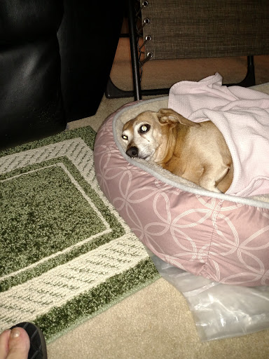 Pet Supply Store «Dinovite», reviews and photos, 101 Miller Dr, Crittenden, KY 41030, USA