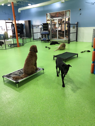 Pet Groomer «The Pet Set - Buckhead», reviews and photos, 2480 Briarcliff Rd NE #3, Atlanta, GA 30329, USA