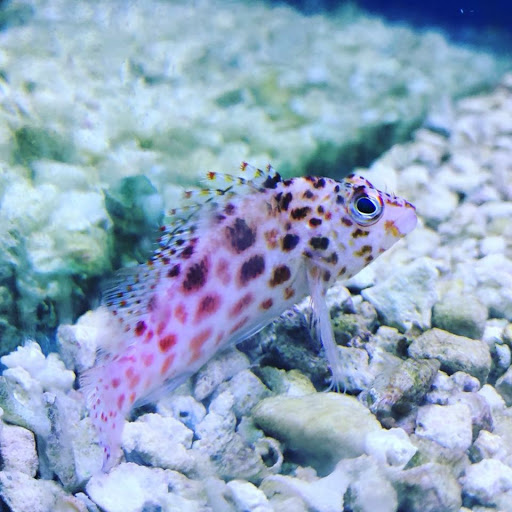 Pet Store «World Wide Pets», reviews and photos, 1307 Fayetteville Rd, Van Buren, AR 72956, USA