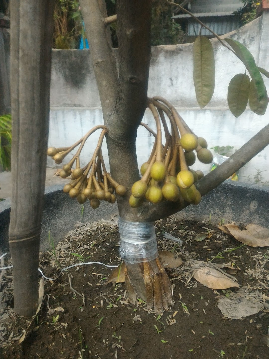 Pembibitan Durian Rokset