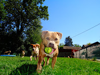 Lake Forest Kennel Club - Photo 9 - Car repair in Lake Forest, IL, Round Lake Beach