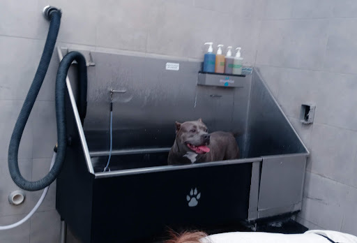 Pet Supply Store «Pet Supplies Plus», reviews and photos, 2927 Riley Fuzzel Rd #400, Spring, TX 77386, USA