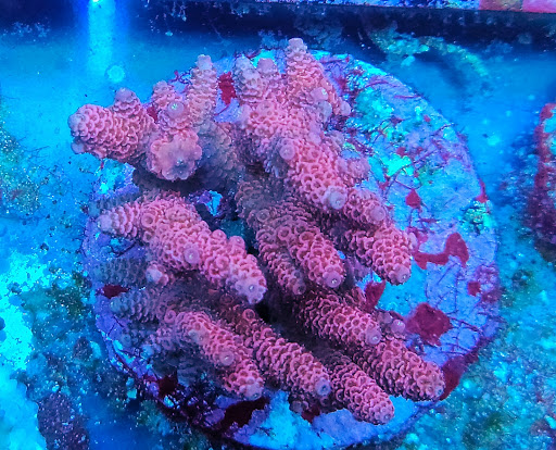 Tropical Fish Store «Shipwreck Cove Custom Aquariums», reviews and photos, 215 S El Camino Real, Encinitas, CA 92024, USA