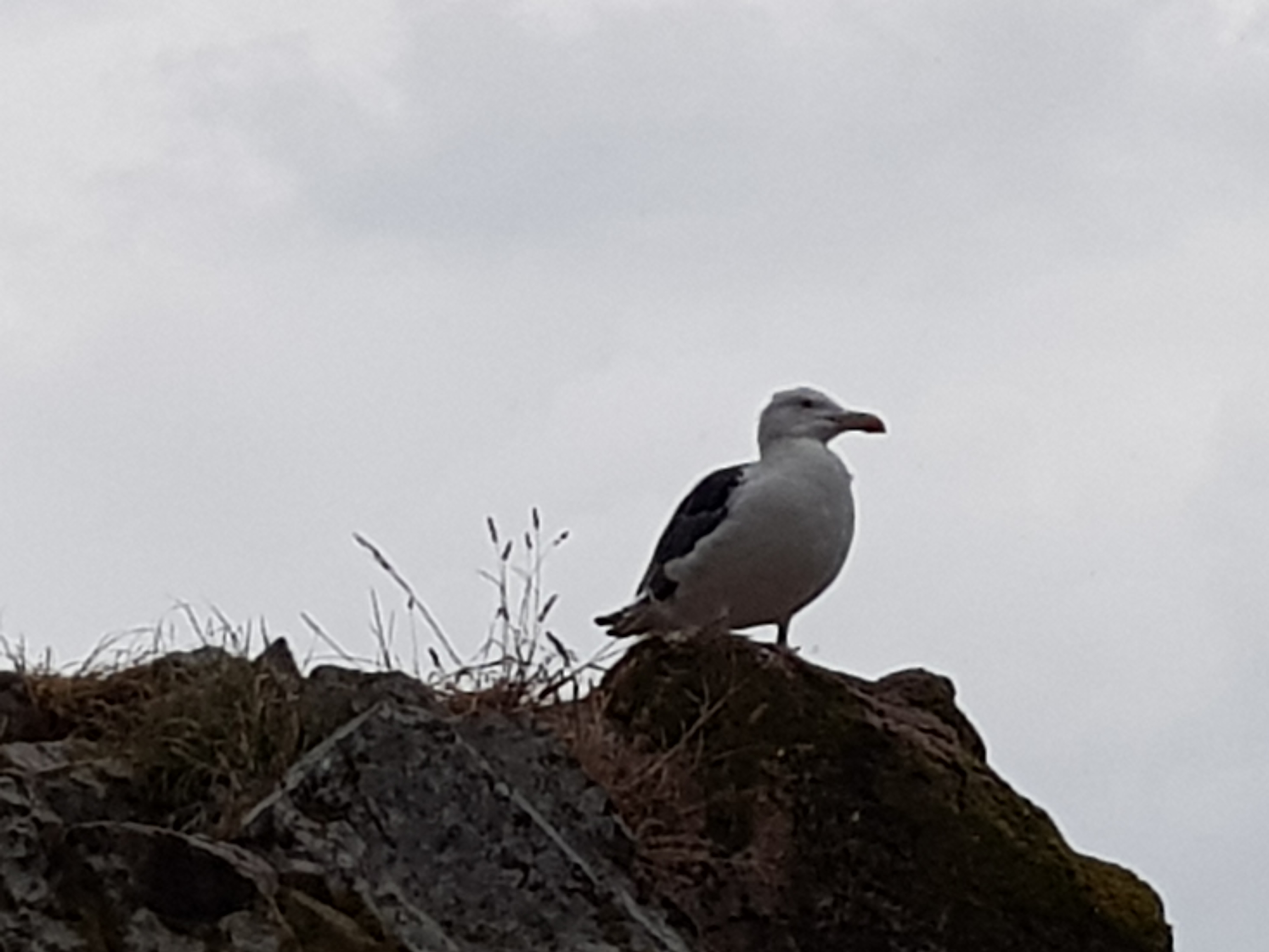 Photo n° 6 de l'avis de romain.a fait le 14/08/2018 à 21:18