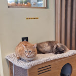 Photo n°5 de l'avis de Myriam.o fait le 30/04/2024 à 10:42 sur le  Katzentempel Hamburg Hafencity à Hamburg