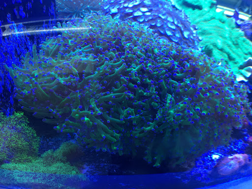 Tropical Fish Store «BluReef Aquarium», reviews and photos, 2198 Flatbush Ave, Brooklyn, NY 11234, USA