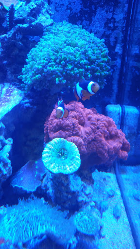 Tropical Fish Store «Pure Reef», reviews and photos, 12900 GA-9, Alpharetta, GA 30004, USA