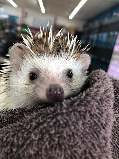 Pet Supply Store «I Love My Pets Supplies and Grooming», reviews and photos, 32875 Fort Rd, Rockwood, MI 48173, USA