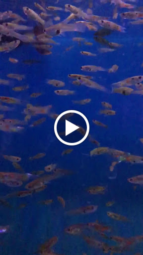 Pet Store «Pet World», reviews and photos, 7173 W Broward Blvd, Plantation, FL 33317, USA