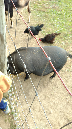 Christmas Tree Farm «Piney Acres», reviews and photos, 1115 E 1000 N, Fortville, IN 46040, USA