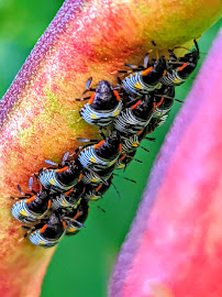 Walker Pest Management - Pest Control & Exterminator Services - Photo 9 - Car repair in Spartanburg, SC, Spartanburg