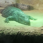 Photo n° 22 de l'avis de Cédric.E fait le 30/08/2022 à 07:51 pour Aquarium de Touraine à Lussault-sur-Loire