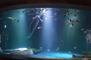 Daegu Aquarium image