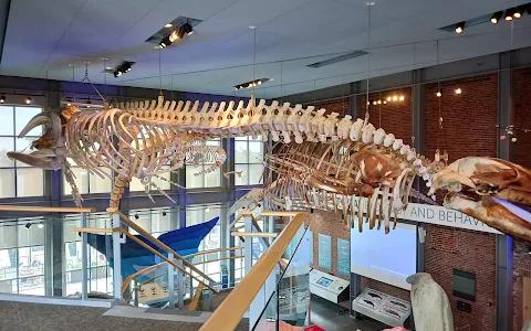 New Bedford Whaling Museum image