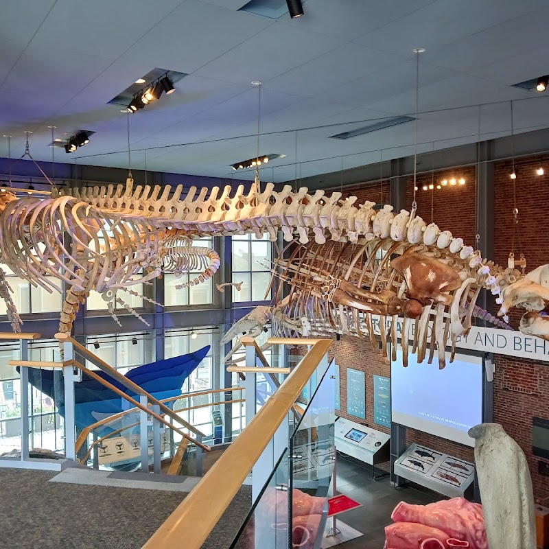 New Bedford Whaling Museum