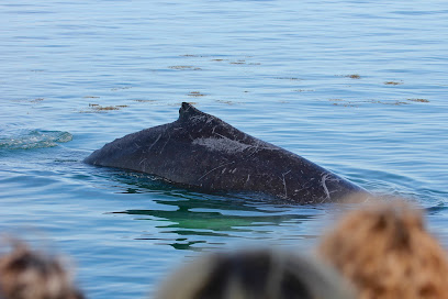 Island Quest Marine Whale and Wildlife Cruises