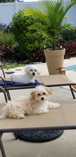 Pet Store «AA Ridgewood Kennels II, LLC», reviews and photos, 11 E Tolna Rd, Shrewsbury, PA 17361, USA