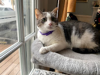 Lauren’s Pet Sitting - Photo 3 - Car repair in , Richmond