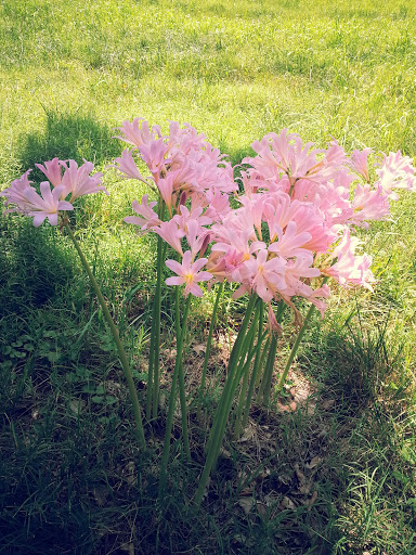 National Park «Hampton National Historic Site», reviews and photos, 535 Hampton Ln, Towson, MD 21286, USA