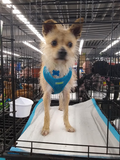 Pet Store «Sierra Fish and Pets», reviews and photos, 601 S Grady Way Suite M, Renton, WA 98057, USA