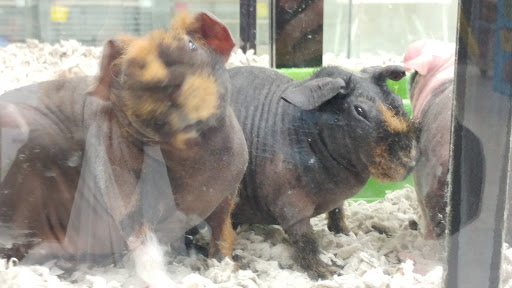 Pet Supply Store «Petland Discounts - Pelham», reviews and photos, 2175 White Plains Rd, Bronx, NY 10462, USA