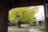 光永寺の大イチョウ