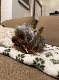 The Village Pets, Pet Sitting and Pet Care - Photo 6 - Car repair in , Atlanta