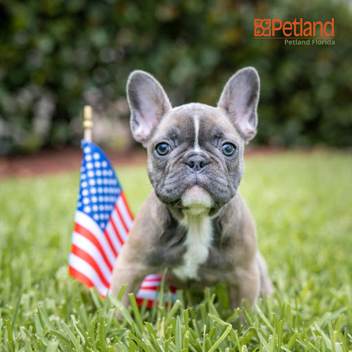 Pet Supply Store «Petland Tyler», reviews and photos, 4512 S Broadway Ave, Tyler, TX 75703, USA