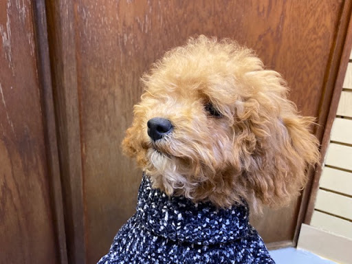 Pet Store «Pet Express», reviews and photos, 250 Granite St, Braintree, MA 02184, USA