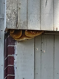 Assured Pest Control - Photo 5 - Car repair in , Galveston