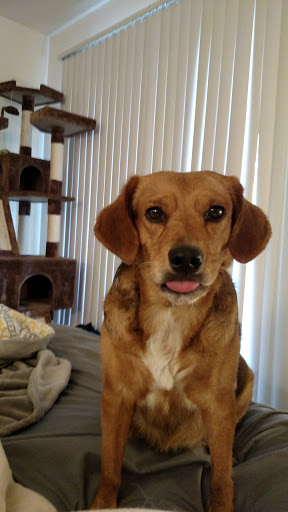 Pet Supply Store «Chow Hound Pet Supplies», reviews and photos, 5811 Byron Center Ave SW, Wyoming, MI 49519, USA