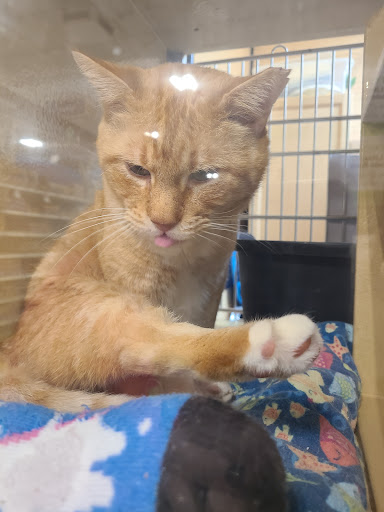 Pet Supply Store «PetSmart», reviews and photos, 170 E Stacy Rd, Allen, TX 75002, USA