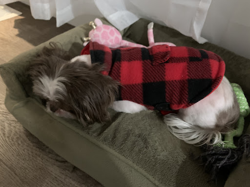 Pet Supply Store «Petco Animal Supplies», reviews and photos, 2515 Corridor Way #3, Coralville, IA 52241, USA