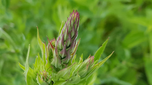 Wildlife Refuge «Great Meadows National Wildlife Refuge», reviews and photos, 73 Weir Hill Rd, Sudbury, MA 01776, USA