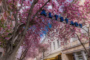Blossom Street image