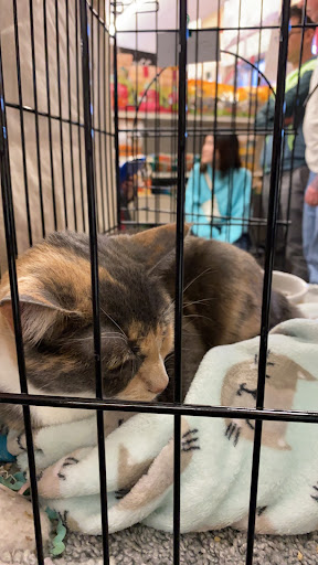 Pet Supply Store «Pet Food Express», reviews and photos, 5148 Stevens Creek Blvd, San Jose, CA 95129, USA