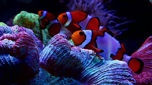 Pet Store «Aqua Pros», reviews and photos, 500 & 510 Pennsylvania Ave, Glen Ellyn, IL 60137, USA