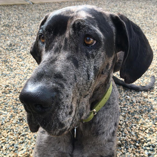 Pet Supply Store «Cole Valley Pets», reviews and photos, 910 Cole St, San Francisco, CA 94117, USA