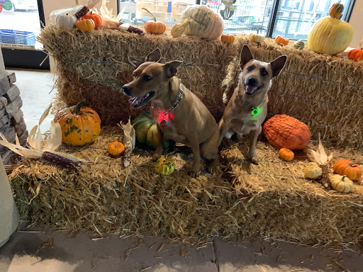 Pet Store «Super Pets», reviews and photos, 9403 E Las Tunas Dr, Temple City, CA 91780, USA