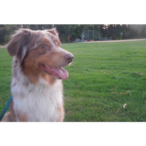 Dog Park «Hazeldale Park/ Dog park», reviews and photos, SW Farmington Rd, Aloha, OR 97007, USA