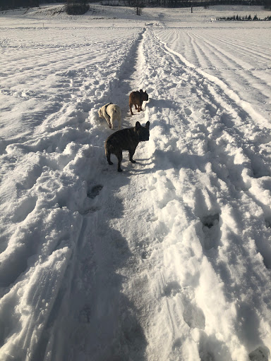 Fellfreunde Hundebetreuung